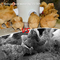 Avis automatic poultry feeder FDA approved with chickens eating and reducing feed waste by 5 to 30 percent