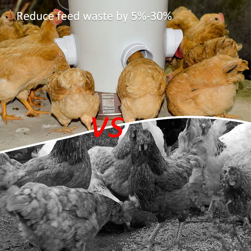 Avis automatic poultry feeder FDA approved with chickens eating and reducing feed waste by 5 to 30 percent