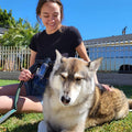 ForKumi dog bathing sprayer with multiple modes used by woman to wash large dog outdoors on grass