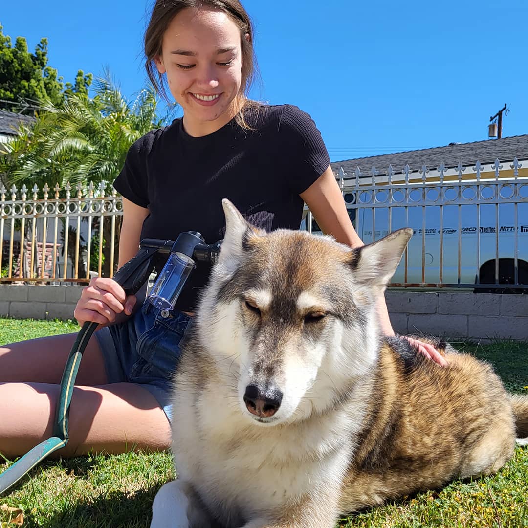 ForKumi dog bathing sprayer with multiple modes used by woman to wash large dog outdoors on grass