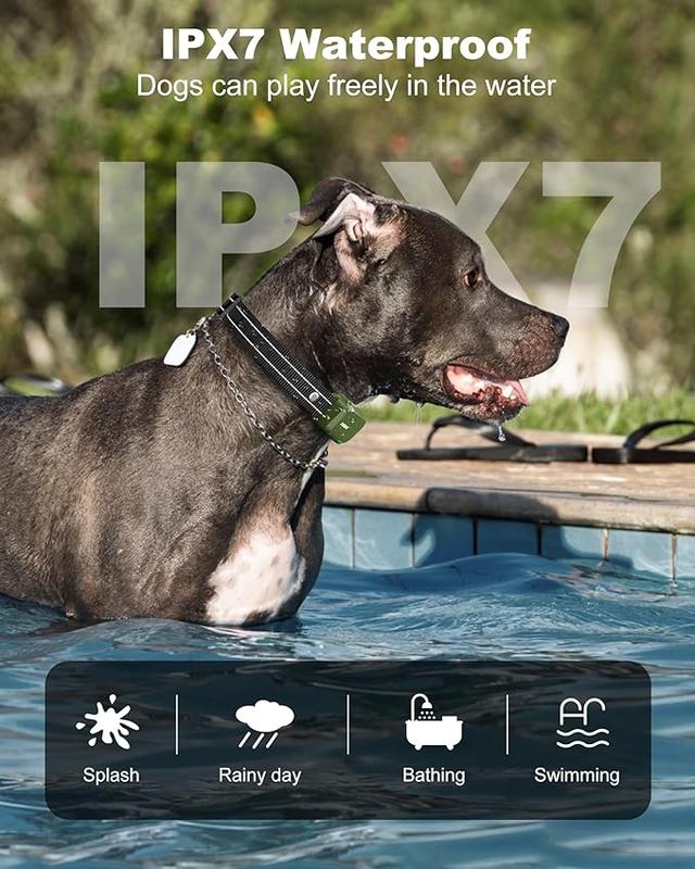 Black dog wearing a safe dog training collar standing in a pool showcasing IPX7 waterproof feature